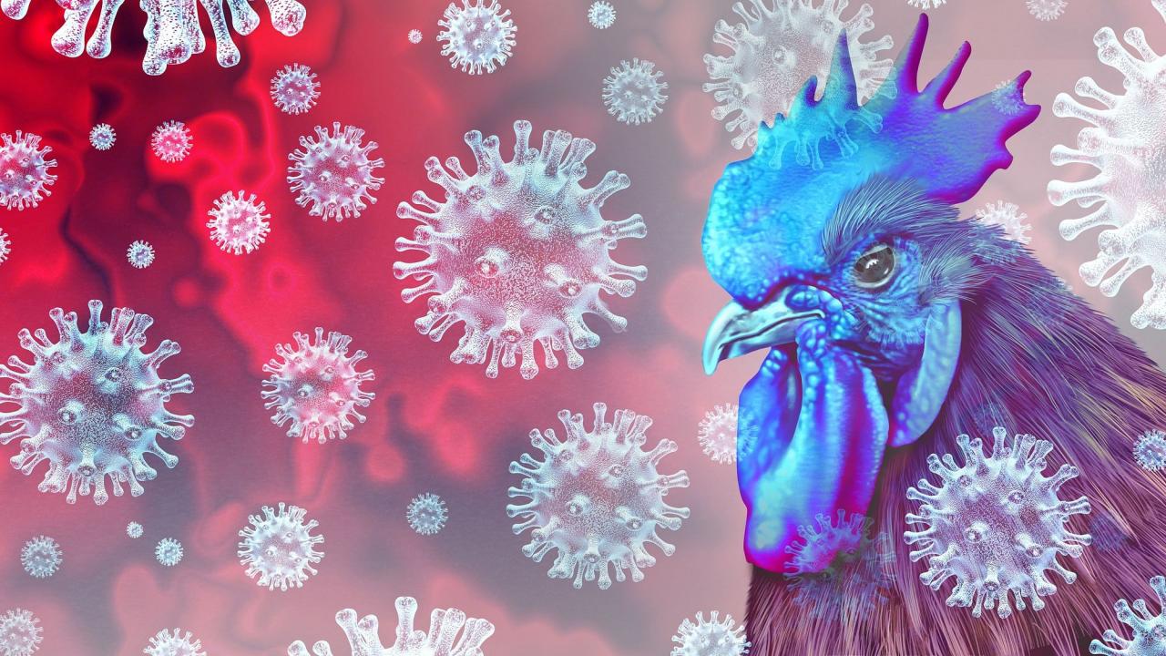 Bird flu virus milk
